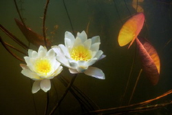 Two white lilies in the river underwater. by Sergey Lisitsyn 